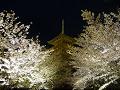 夜桜に囲まれた五重塔
