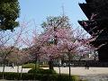 河津桜と五重塔3
