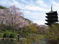 瓢箪池に見る桜と五重塔