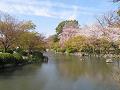 瓢箪池と桜