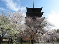 見上げる桜と五重塔
