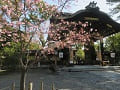 唐門と咲き始めの蜂須賀桜
