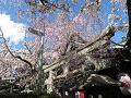 八重紅枝垂桜と鳥居