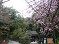 八重紅枝垂桜と神門
