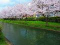 満開の桜並木3