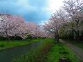 曇り空と満開の桜並木
