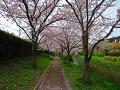 満開の桜並木4