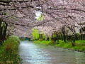 川の流れと見上げる満開の桜並木