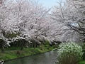 満開の桜並木と雪柳