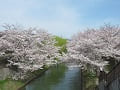春空と見下ろす満開の桜並木