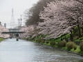 満開の桜並木と川の流れ