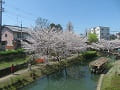 十石舟と満開の桜並木