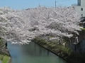 見下ろす満開の桜並木と川の流れ