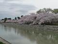 宇治川のほとりの桜並木