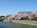 宇治川のほとりの桜並木3
