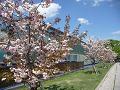 京都水族館と普賢象桜