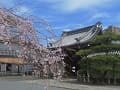 三春滝桜の枝先と山門