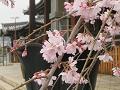 三春滝桜のアップ