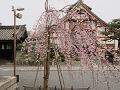 三春滝桜と庫裡