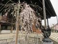 散りゆく三春滝桜