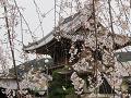 三春滝桜と鐘楼
