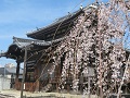 開山堂と三春滝桜