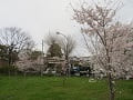 駐車場付近の桜
