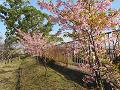石垣の上の河津桜