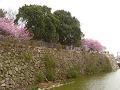 石垣と陽光桜