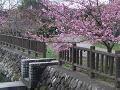 河津桜と石垣