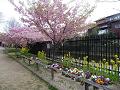 河津桜と春の花