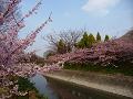 対岸で咲く河津桜