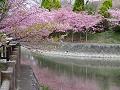 対岸で咲く河津桜2
