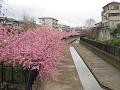 水路沿いの満開の河津桜