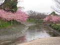 淀水路の流れと満開の河津桜