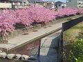 水路沿いの満開の河津桜3