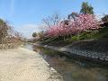 対岸で咲く河津桜5