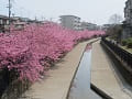 満開の河津桜と水路