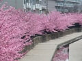 満開の河津桜と水路に映る河津桜