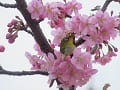 河津桜を見上げるメジロ