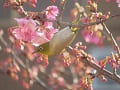 咲き始めの河津桜とメジロ