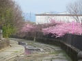 水路と満開の河津桜