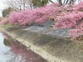 水路と満開の河津桜