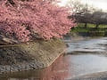 夕日に照らされた水路と満開の河津桜