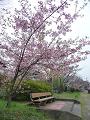 河津桜とベンチ