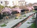 水面に映る河津桜