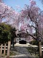 本堂前の八重紅枝垂桜