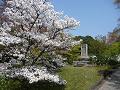 参道わきの真っ白な八重桜2