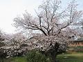 満開の山桜2