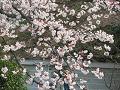 山桜のアップ2